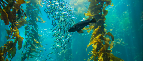 Marine Healthfoods