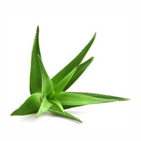 Maria Åkerberg Aloe Vera Barbadensis
