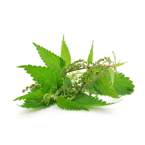 Maria Åkerberg Scalp Treatment Nettle
